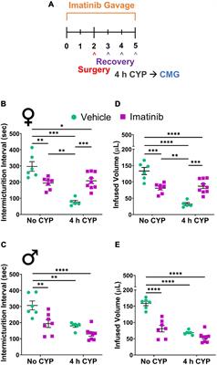 Imatinib Mesylate Reduces Voiding Frequency in Female Mice With Acute Cyclophosphamide-Induced Cystitis